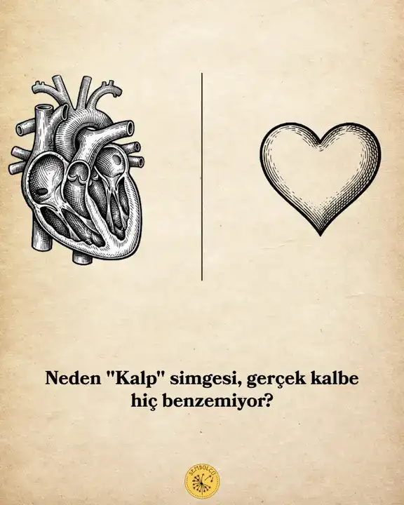 Kalp Sembolü Nereden Geldi? Tan Sağtürk Paylaştı 2